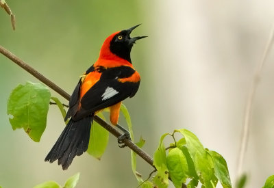 Orange-backed Troupial