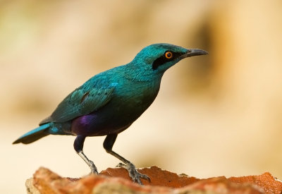 Greater blue-eared Starling