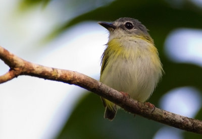 Short-tailed Pygmy-Tyrant