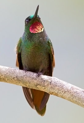 Brazilian Ruby