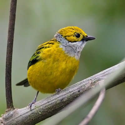 Siver-troated-Tanager.
