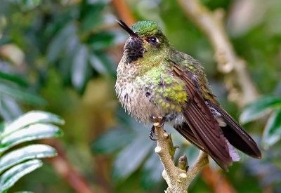 kolibrie.jpg