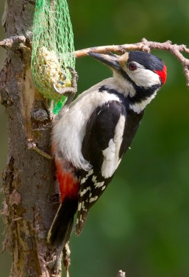 Greater-spotted Woodpecker ( male)
