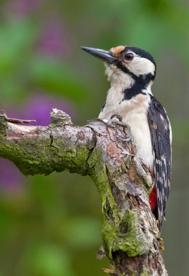Greater-spotted Woodpecker ( fem)