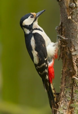Greater-spotted Woodpecker ( fem)