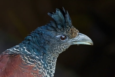 Banded Ground Cuckoo