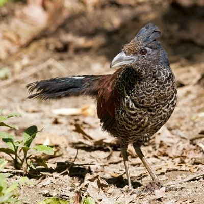 Banded Ground Cuckoo