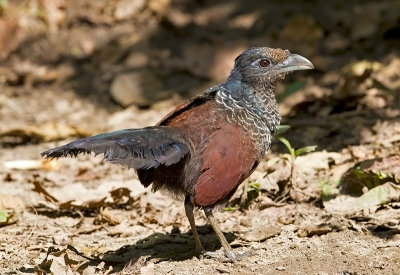 Banded Ground Cuckoo