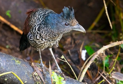 Banded Ground Cuckoo