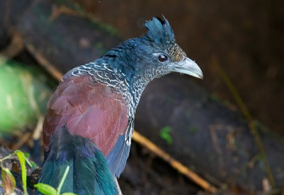 Banded Ground Cuckoo