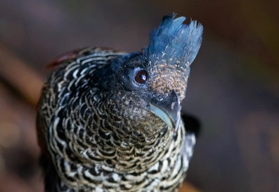 Banded Ground Cuckoo