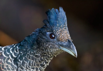 Banded Ground Cuckoo