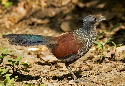 Banded Ground Cuckoo