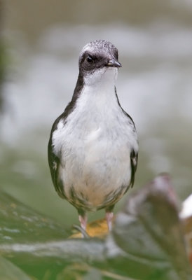 White-capped Dipper