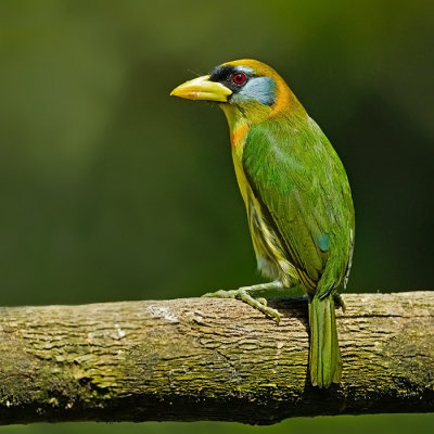 Red-headed Barbet (fem).