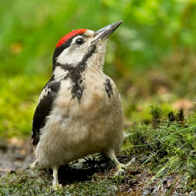 Greater-spotted Woodpecker ( juv)