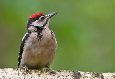 Great Spotted  Woodpecker