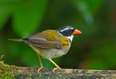 Red-billed Sparrow.