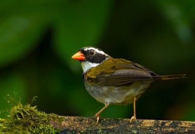 Red-billed Sparrow