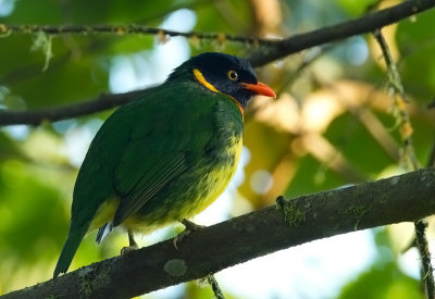 Orange-breasted Fruiteater