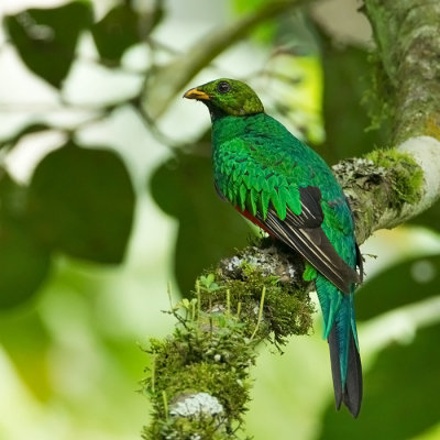 Golden -headed Quetzal