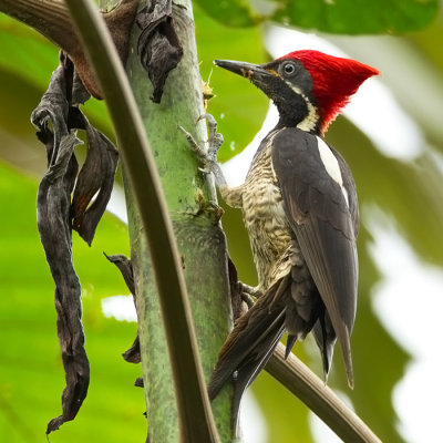 Lineated Woodpecker.