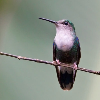 Green- crowned Woodnymph ( fem)