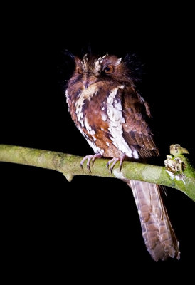 Large Owlet Nightjar
