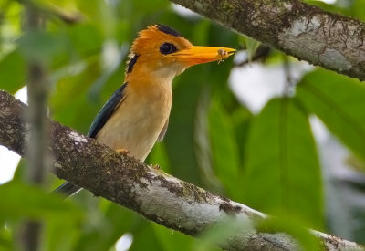 Yellow-Billed-Kingfisher