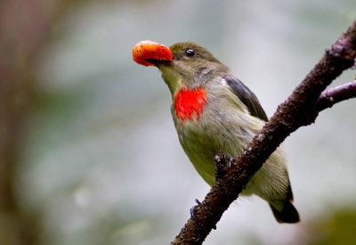 Olive-Crowned Berrypecker.