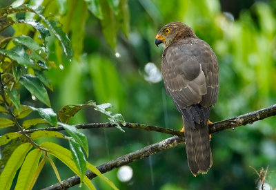 Variable Goshawk