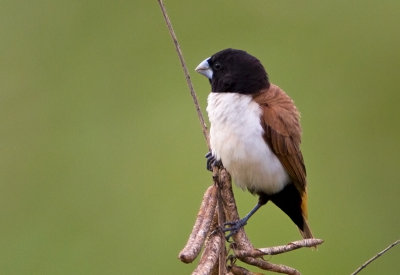 Hooded Munia