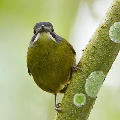 Green-backed Robin