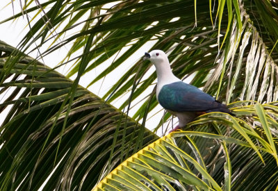 Spice-imperial Pigeon.