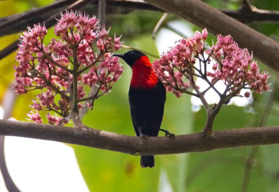 Red-Collared Myzomela