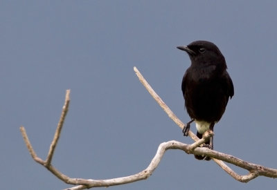 Pied Bushchat.j