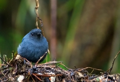 BLUE-AND-GRAY-ROBIN.