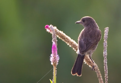 Pied Bushchat( fem)