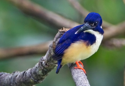 Variable Dwarf Kingfisher(juv)