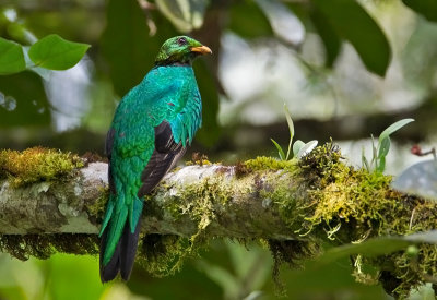 Golden -headed Quetzal