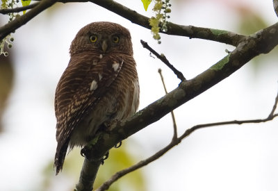 Asian-Barred Owlet