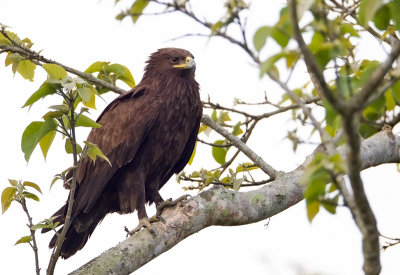 Lesser-spotted Eagle or Indian Spotted Eagle
