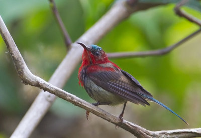 Crimson Sunbird (juv)