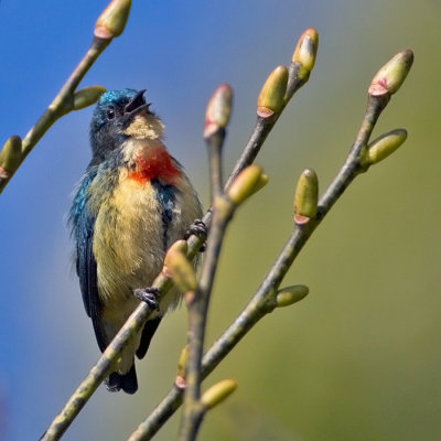 Fire-breasted Flowerpecker