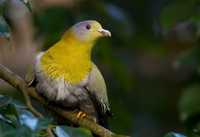 Yellow-footed  Green Pigeon