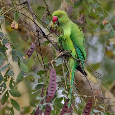 Rose-ringed Parakeet ( fem)