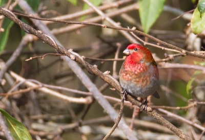 Crimson-browed Finch