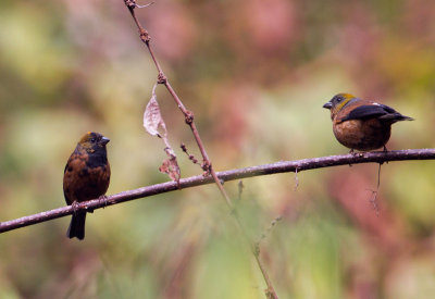 golden-naped Finch