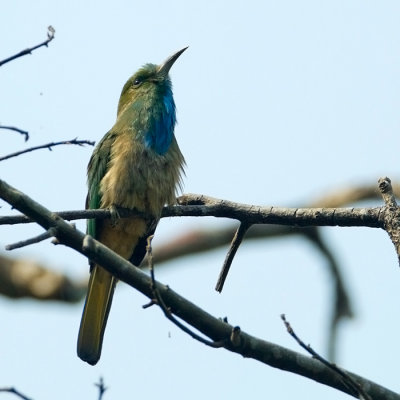 Blue-bearded bee-eater