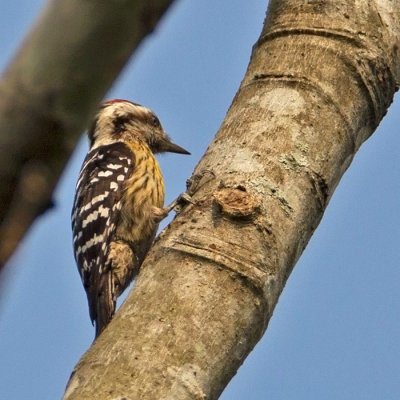 Stripe-breasted Woodpecker.j